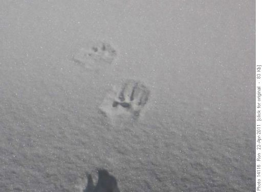 Bear track on top of the penstock
