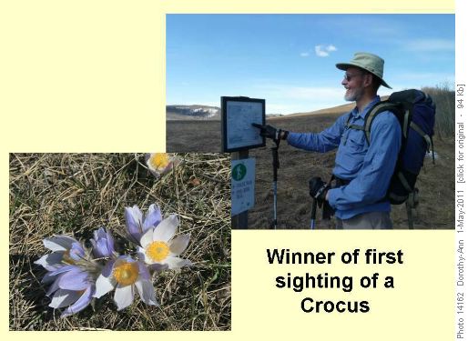 Dave gets the "prize" for spotting the first crocus