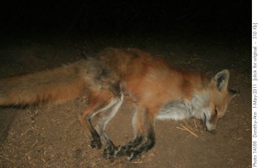 Dead fox in Stuart barn