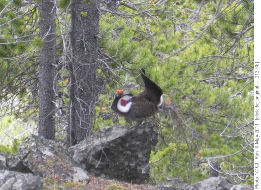 Blue grouse strutting his stuff on Junction Hill