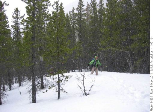 Ginger enjoys spring in Alberta on Junction Hill