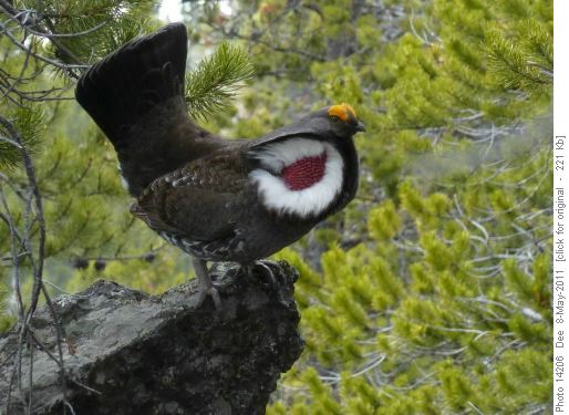 Blue Grouse trying to impress the girls