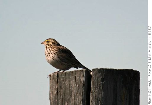 Savannah Sparrow