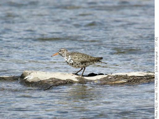 Spotted Sandpiper