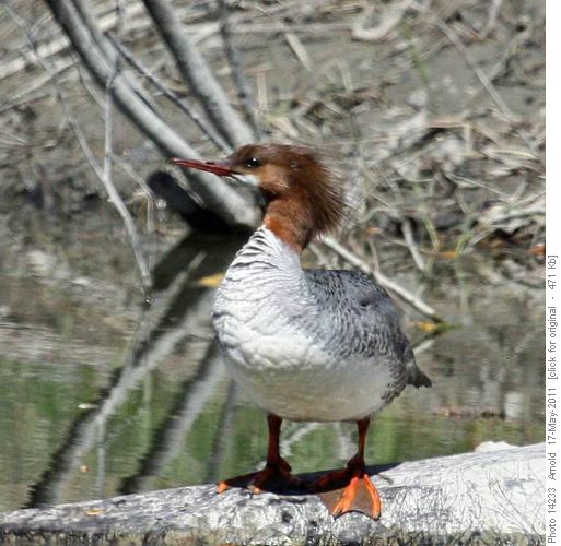 Common Merganser