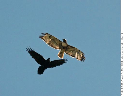 Raven Pursuing Red-tailed Hawk