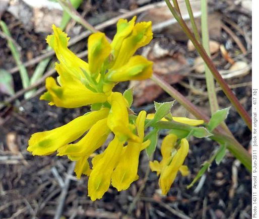 Golden Corydalis