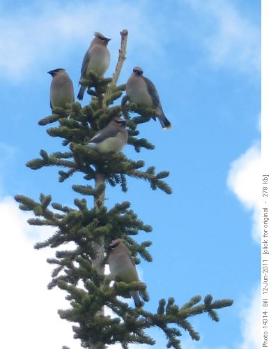 Cedar Waxwings