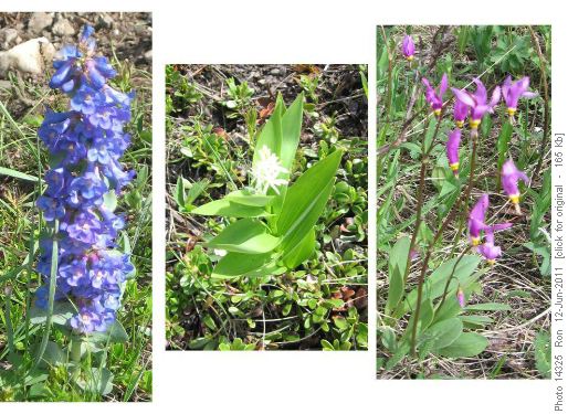 Flowers in the Bull Creek Hills