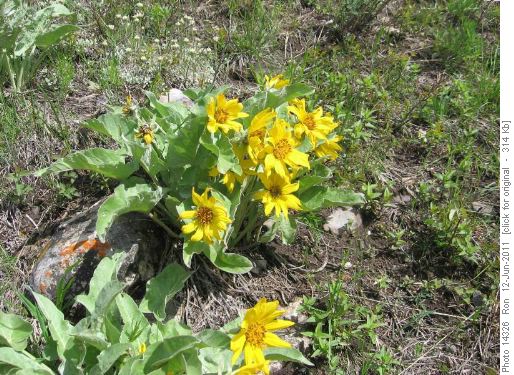 Balsamroot - Bull Creek Hills