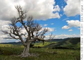 Bob Creek Tree