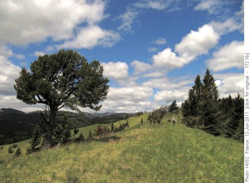 Along the ridge