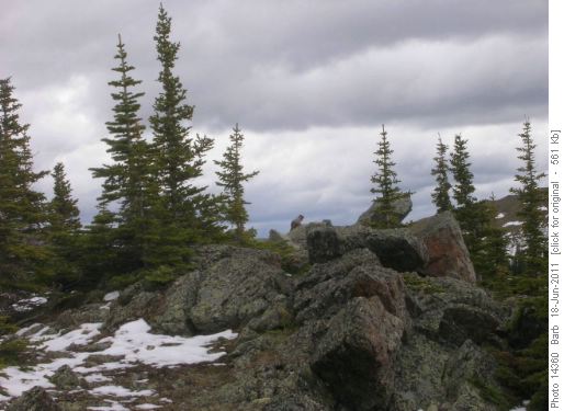 Marmot