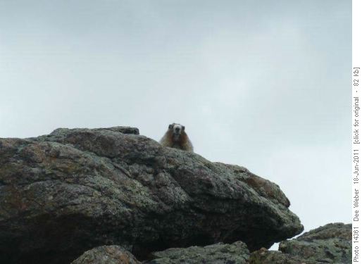 Marmot