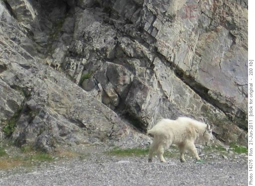 Goat Creek goat