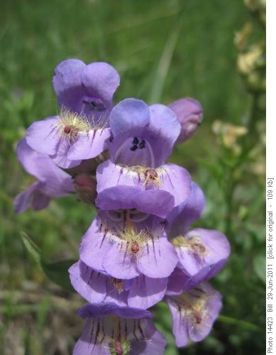 Fuzzy-Tongued Penstemon (P. eriantherus)