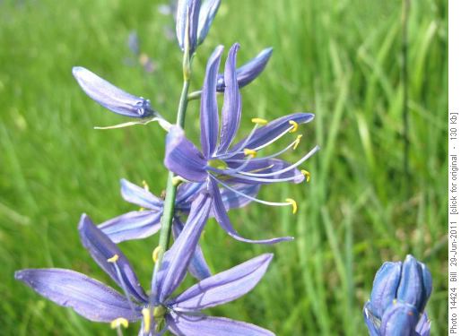 Blue Camas (Camassia quamash)
