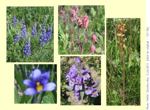 A tiny sample of the flowers