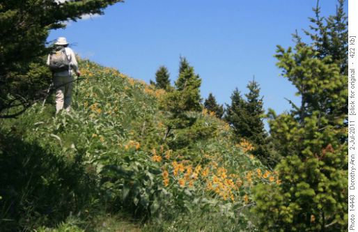 Brieta hikes along the path past a hillside of nearly spent balsam root