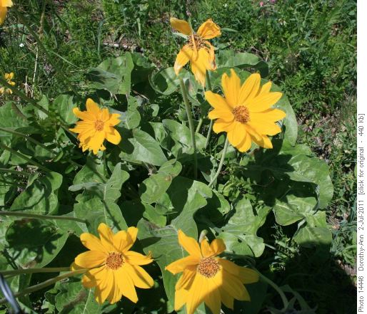 Balsam root