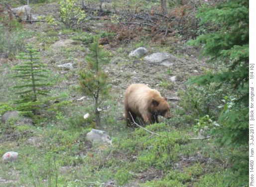 Astoria bear
