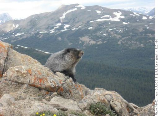 Bald Hills marmot