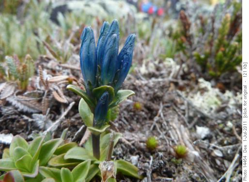 Gentian
