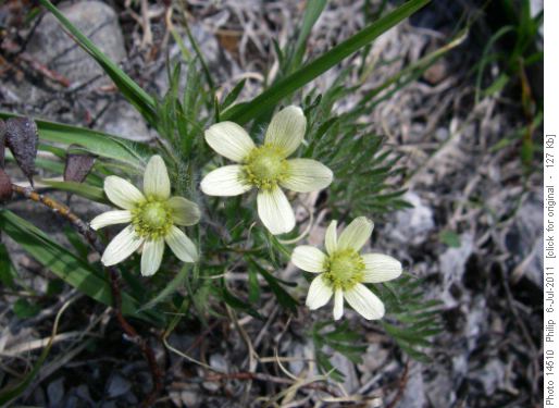 Flower of the day! Cut-leaved anemone
