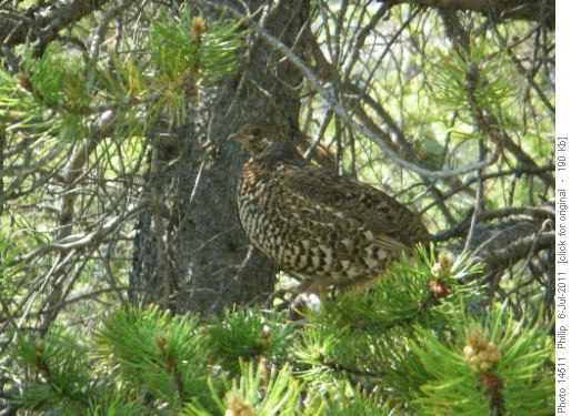 Spruce Grouse in pine tree