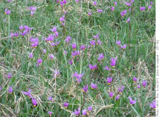 Pigeon Mtn: shooting stars