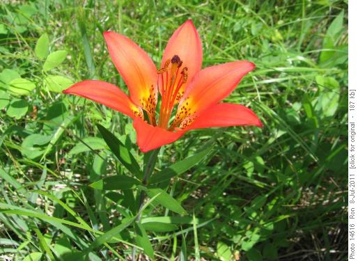 Pigeon Mtn: wood lily