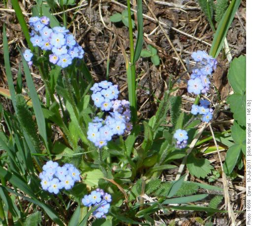 Jacob's Ladder in meadow