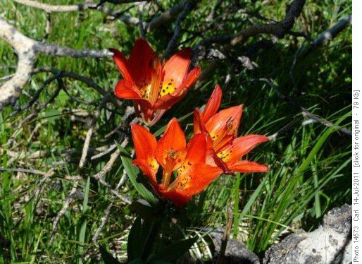 Three headed wood lilly!