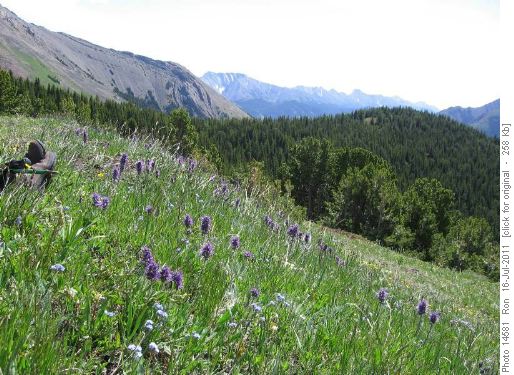 Scorpionweed on Mt. Lipsett (& Yolande's boots)