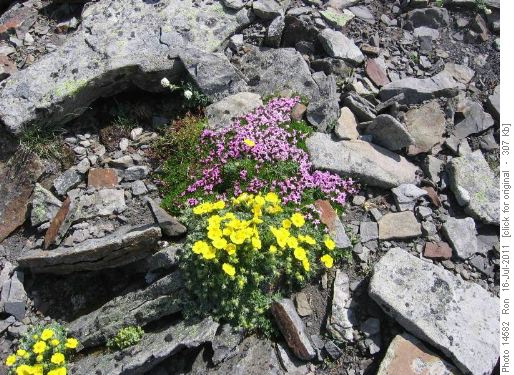 Cinquefoil & Moss Campion on Mt. Lipsett