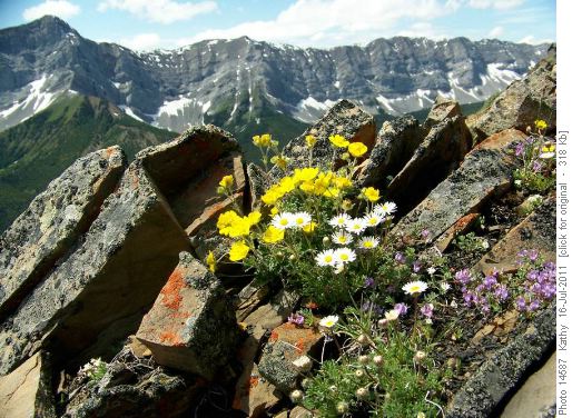 Lipsett flowers & the Elk Range