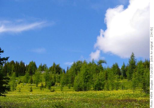 Fields of glacier lilies on the Healy meadows