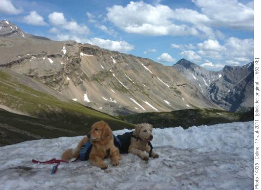 Tashi and Isaac....mountain dogs!