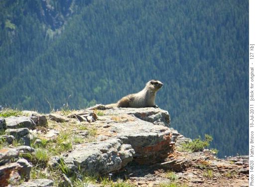 Curious Marmot