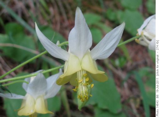 White Columbine (A. flavescens)