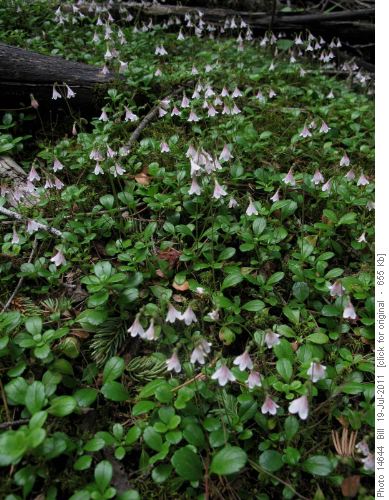Masses of Twin-flower (L. borealis)