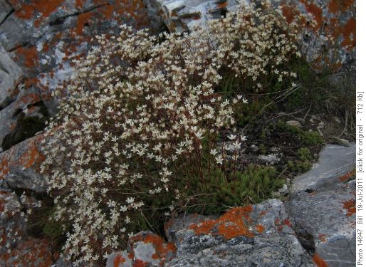 Spotted Saxifrage (S. bronchialis)