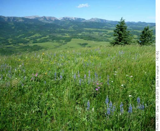 Colourful meadows and Livingston Range to NW