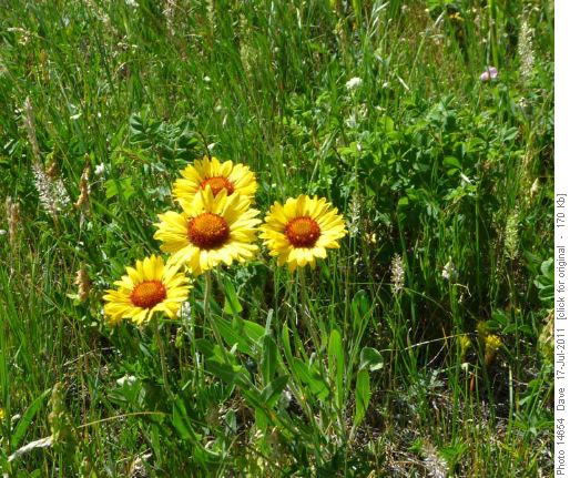 Brown eyed Susan
