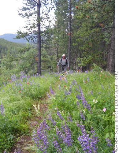Lupines at the start of the trail