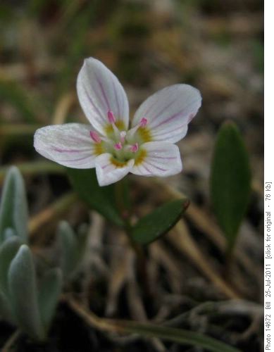 Spring Beauty (C. lanceolata)