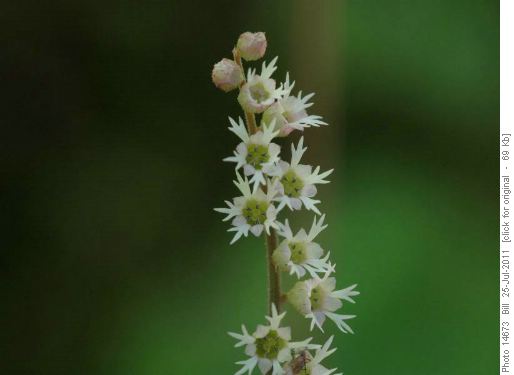 White Mitrewort (M. trifida)