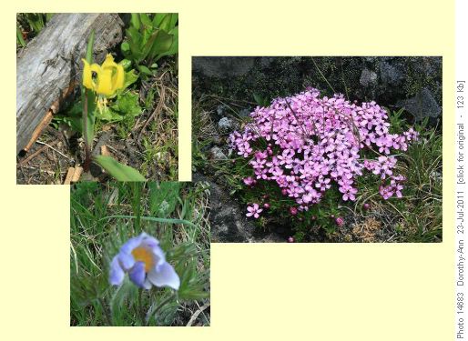 Late blooming crocus & glacier lily