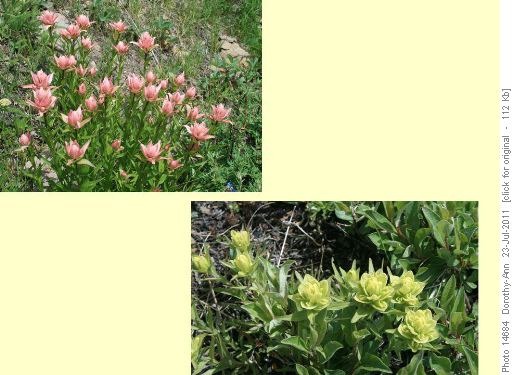 Colours of paintbrush