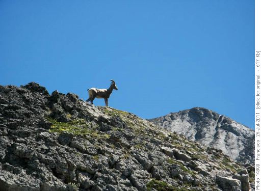 Fauna